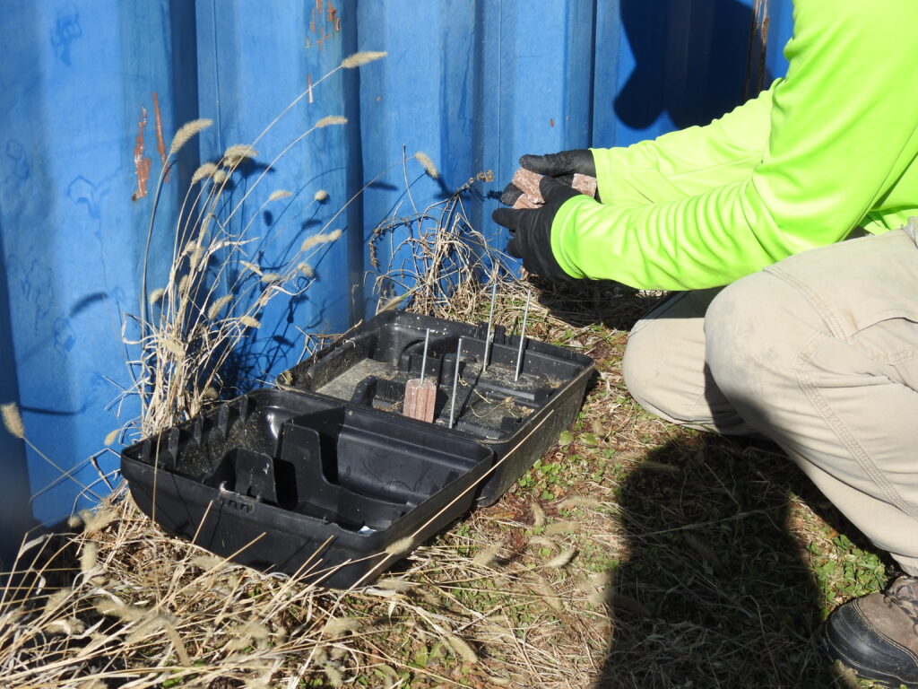Pest control technician placing bait in rodent monitoring station near blue storage container.