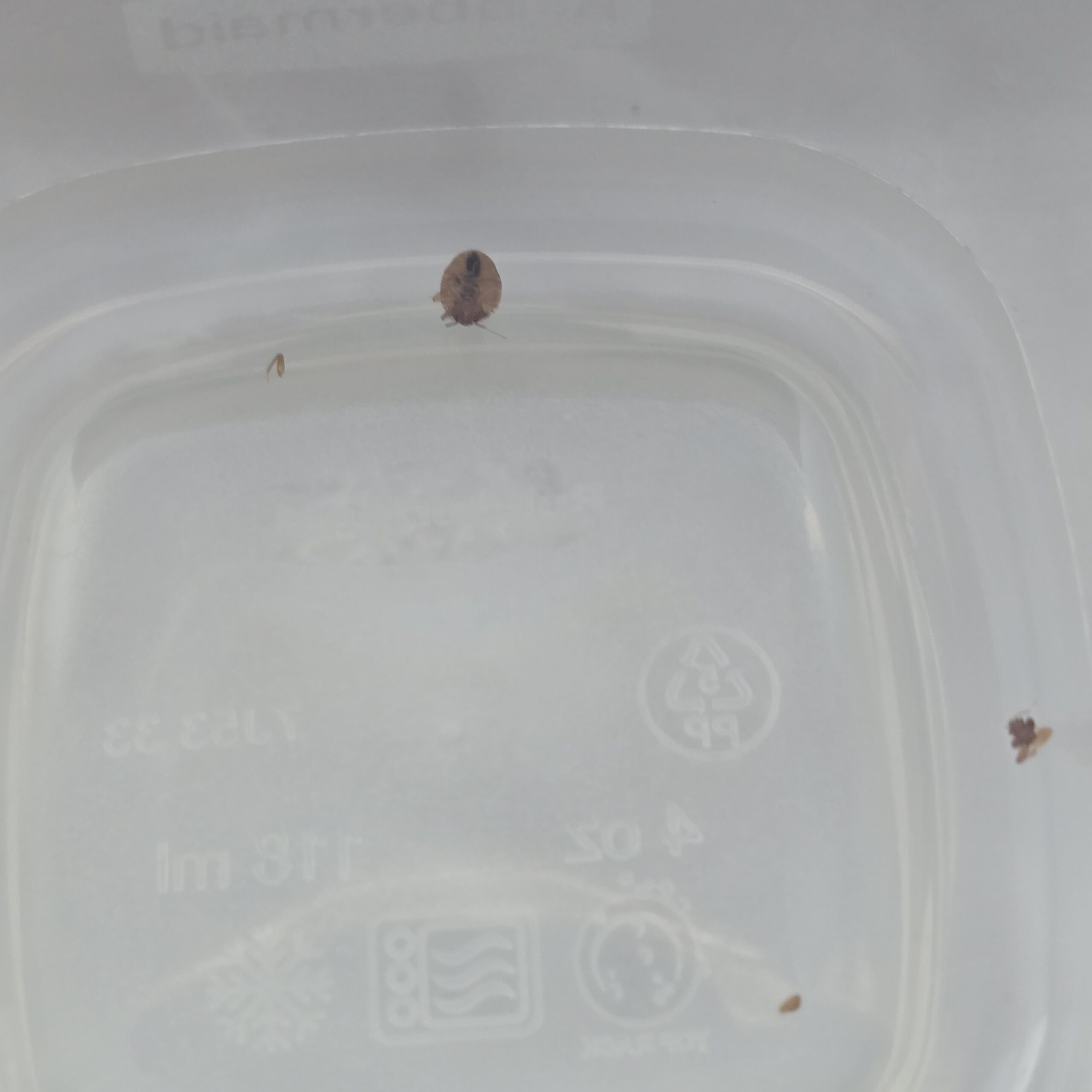 Bed Bug