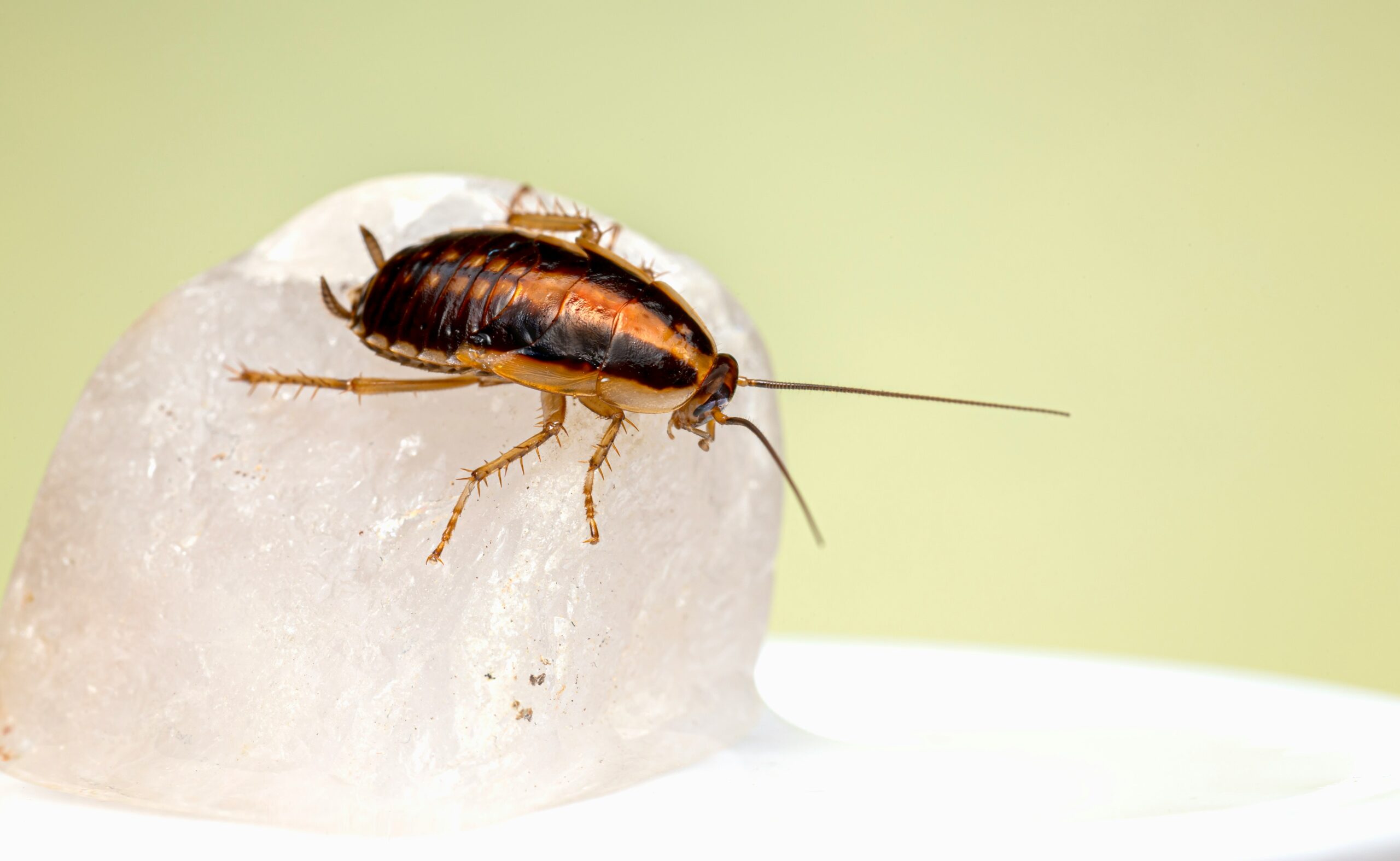 German Roaches