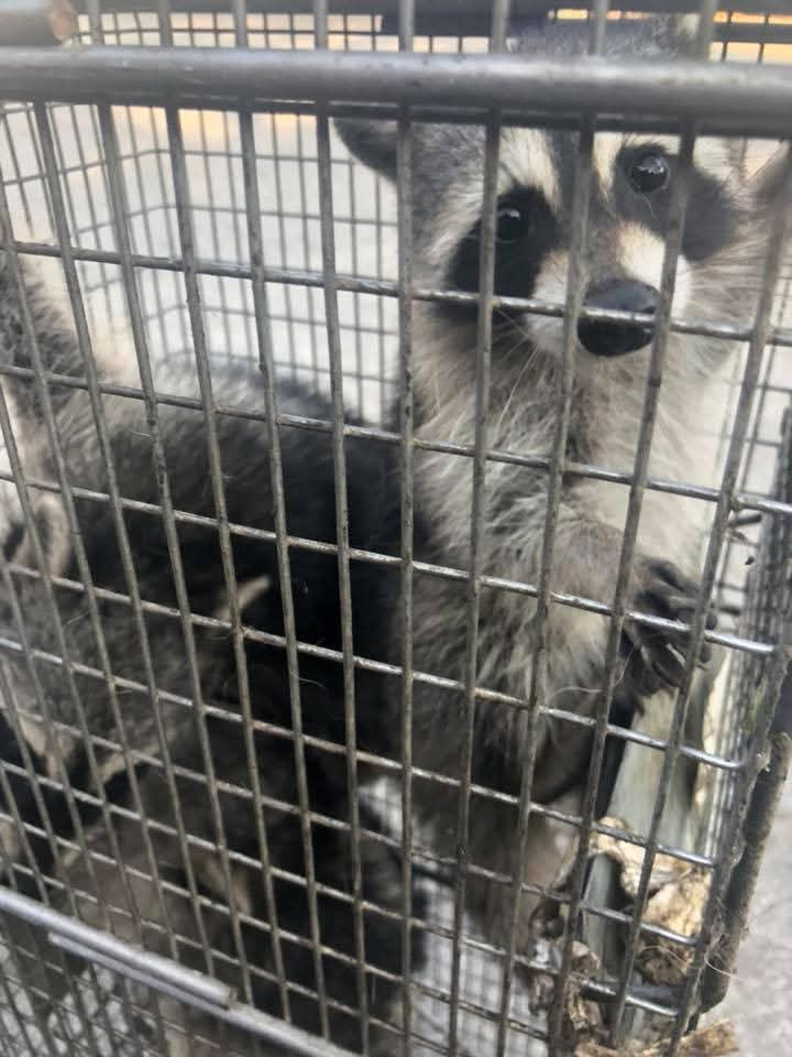 Raccoon in live trap - Roberts Pest Control wildlife trapping