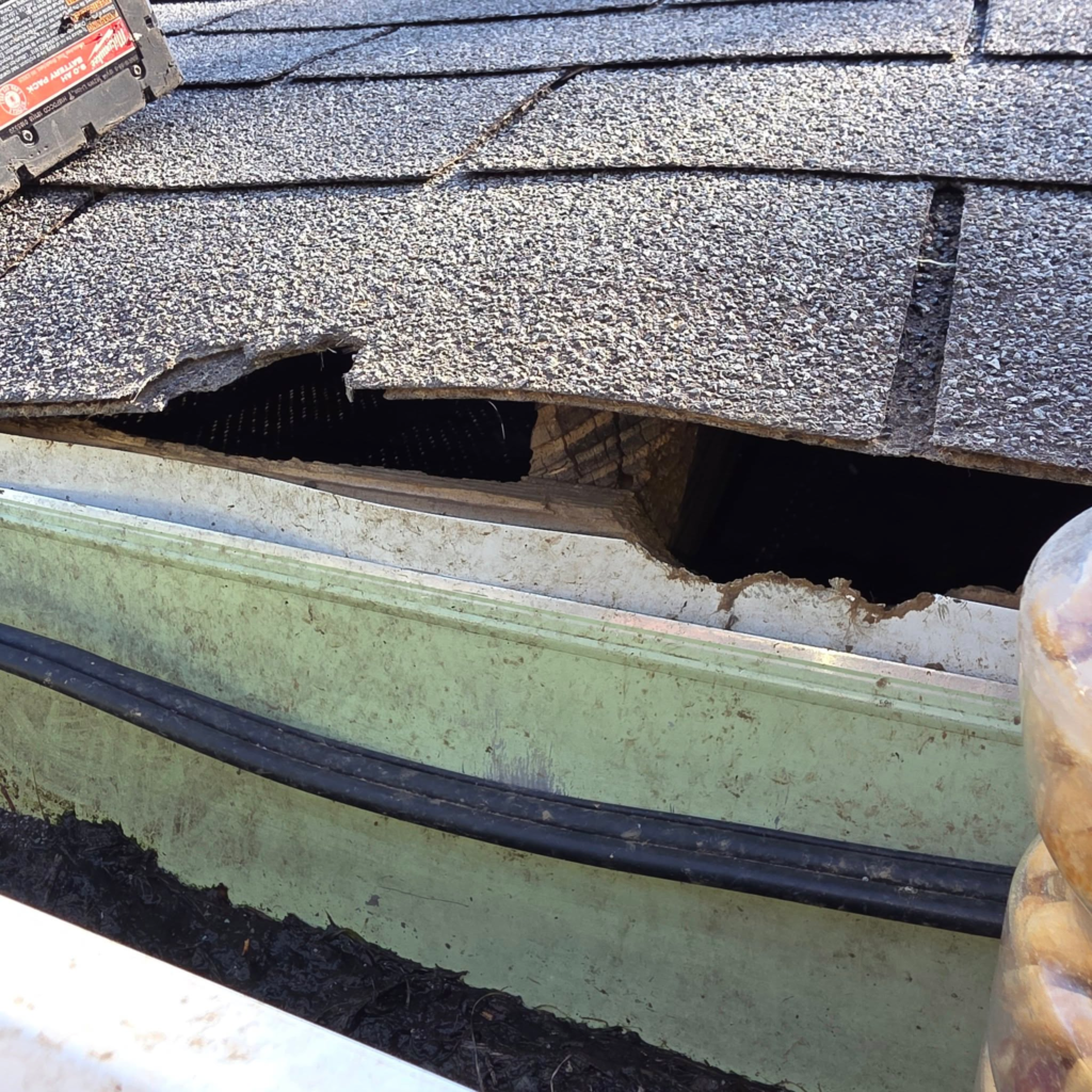 Squirrel roof damage - Roberts Pest Control wildlife exclusion