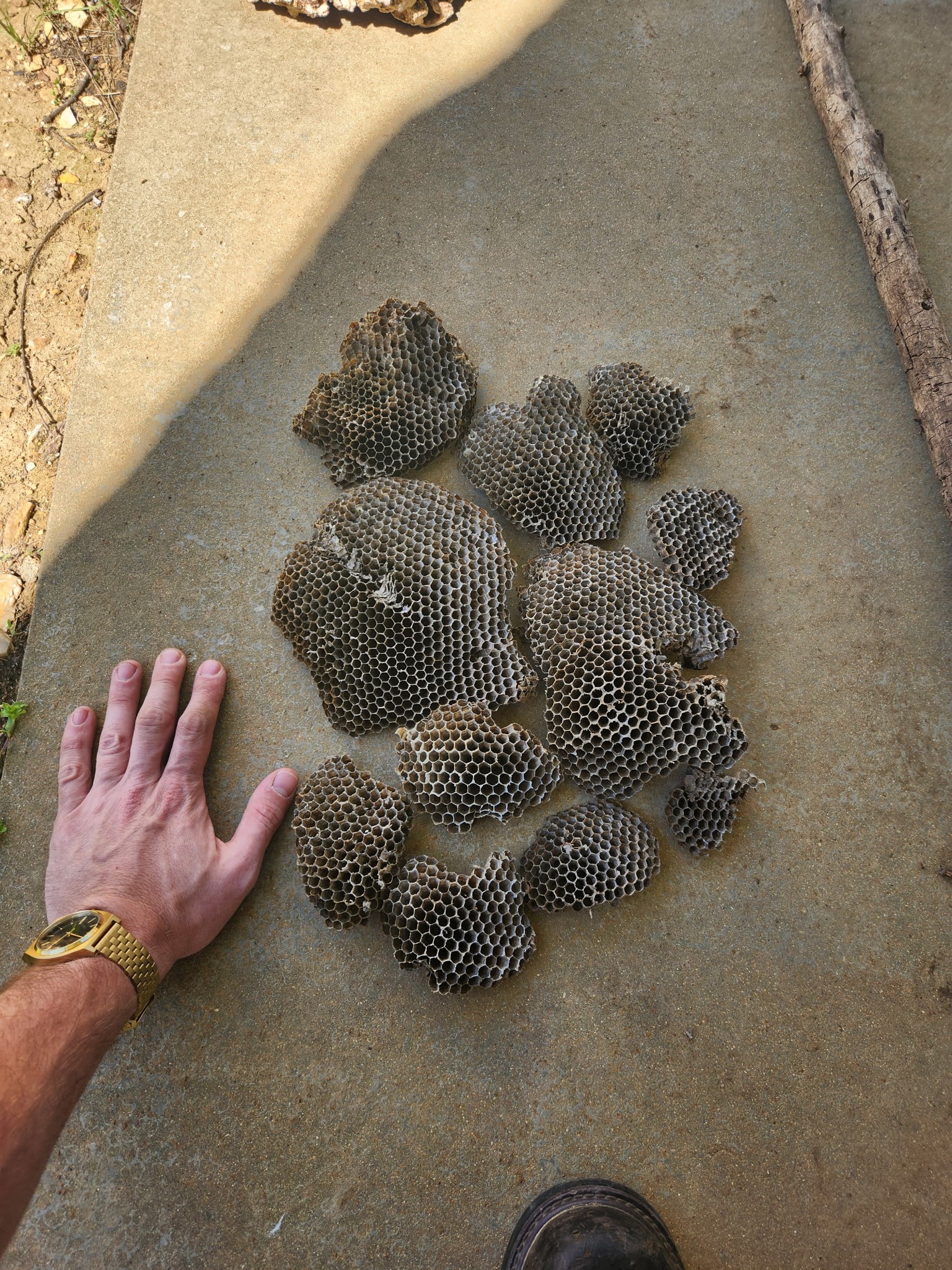 Yellow jacket nest - Roberts Pest Control wasp and bee removal in St. Louis