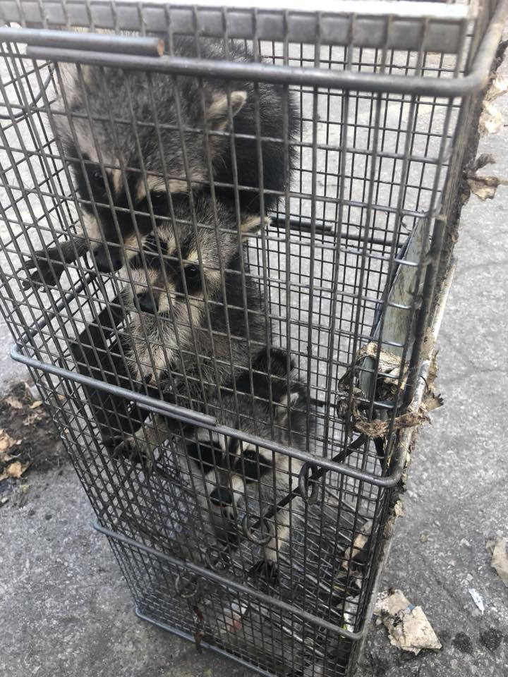 Family of raccoons captured in humane live trap - Roberts Pest Control wildlife removal