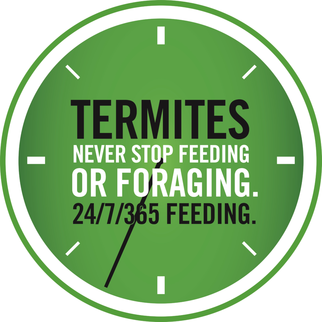 Infographic showing termites feed 24 hours a day 7 days a week 365 days a year — Always Active bait is always working