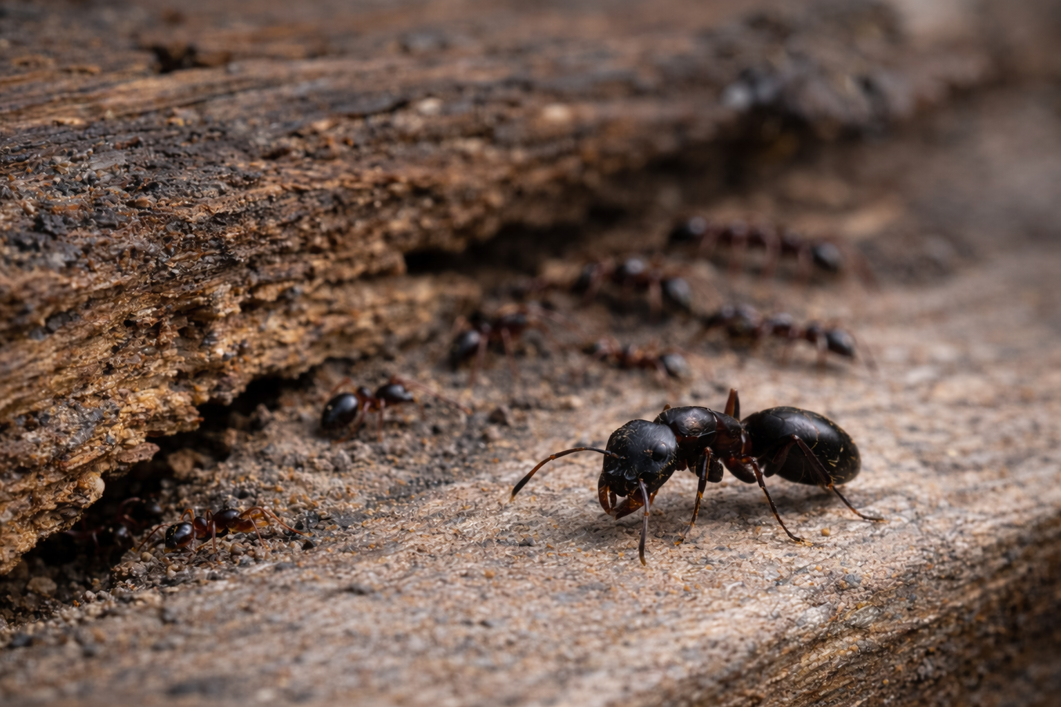 Carpenter ant close-up - Roberts Pest Control