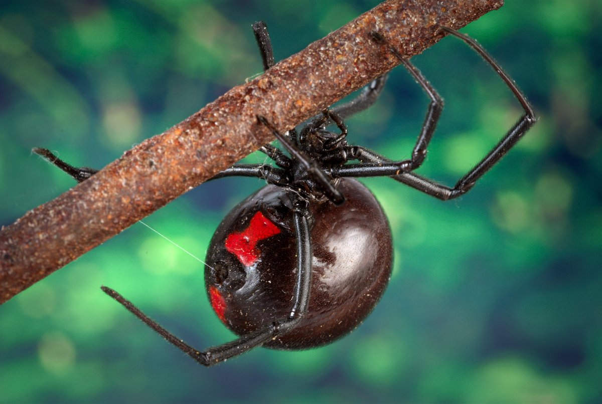 Black widow spider showing red hourglass marking on underside - Roberts Pest Control