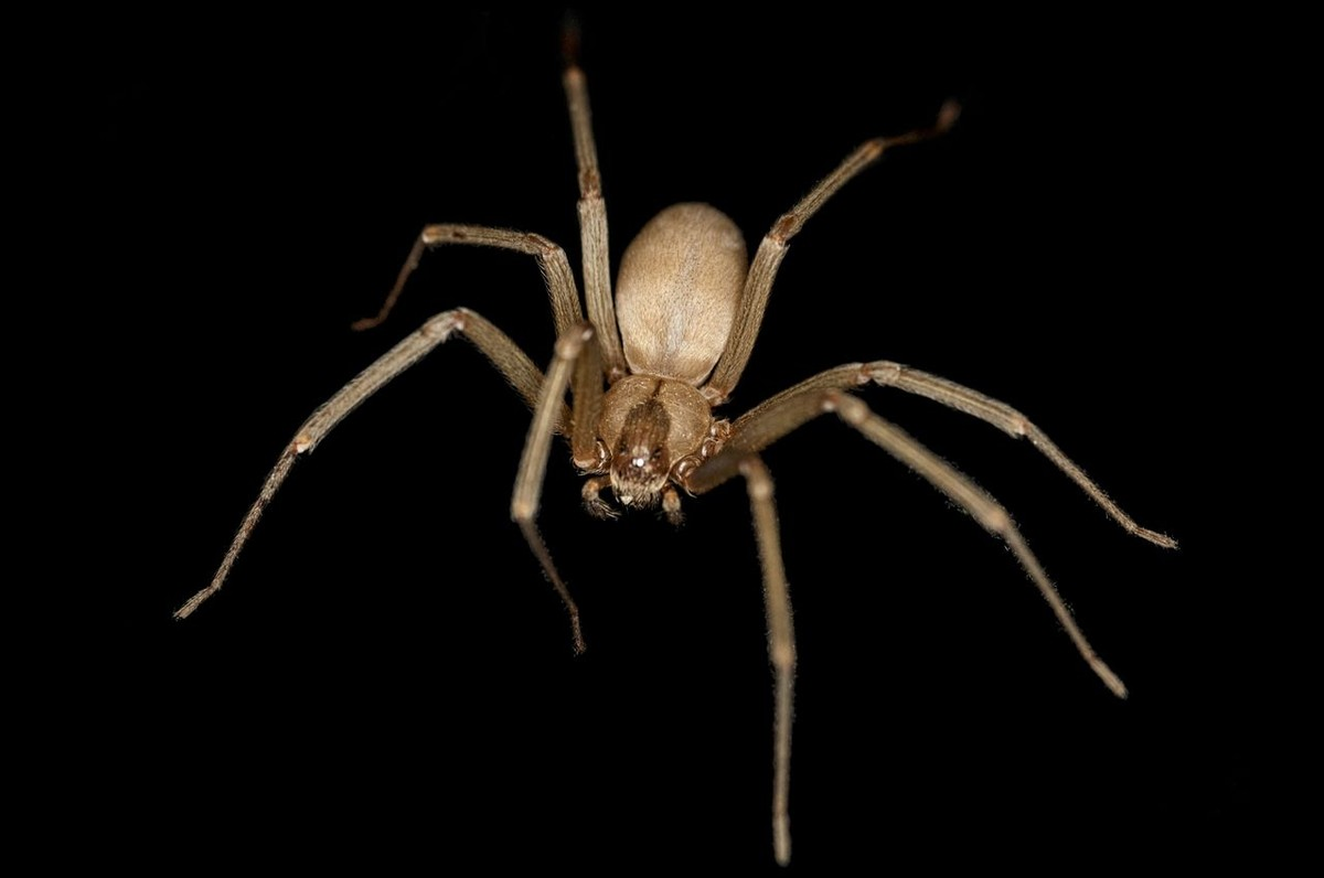 Brown recluse spider (violin spider) showing dark fiddle-shaped marking on cephalothorax - Roberts Pest Control