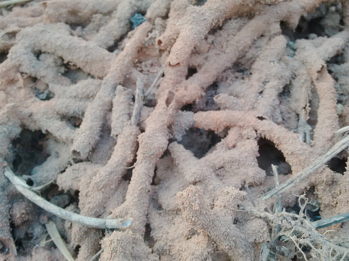 Colony Elimination