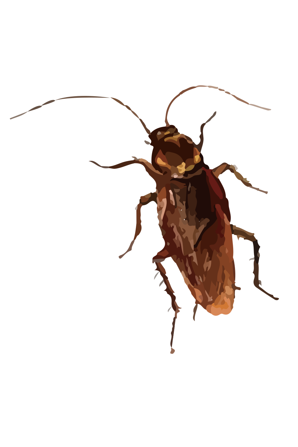 American Cockroach — large reddish-brown cockroach