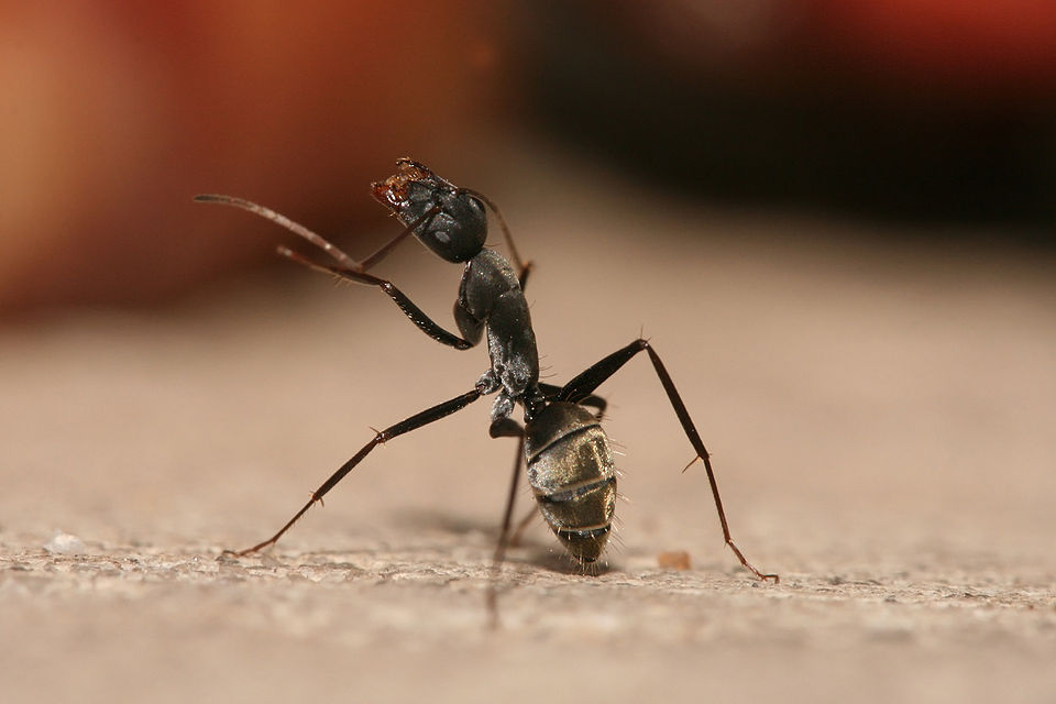 Carpenter Ant — large black ant