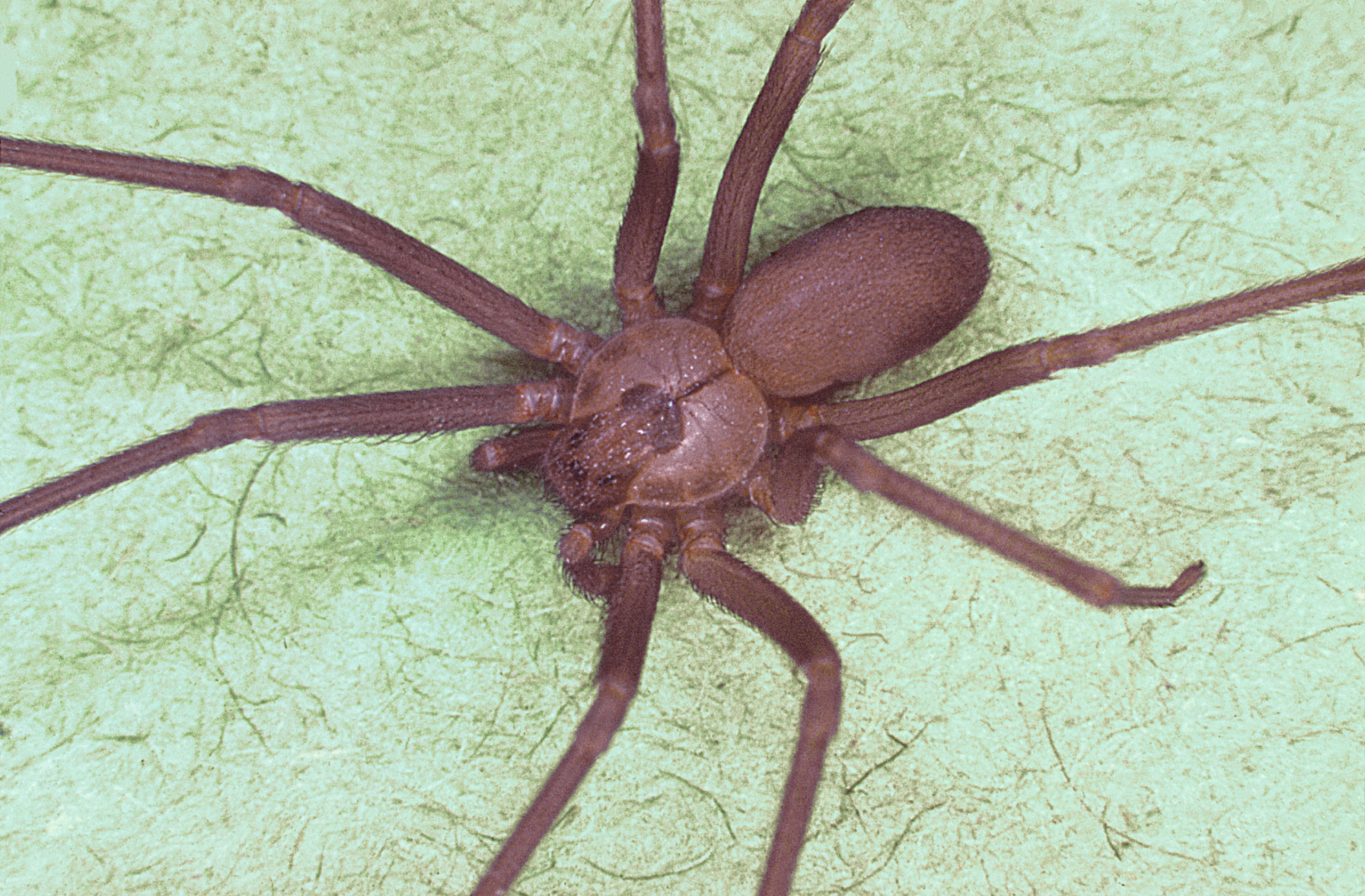 Brown Recluse Spider with violin marking