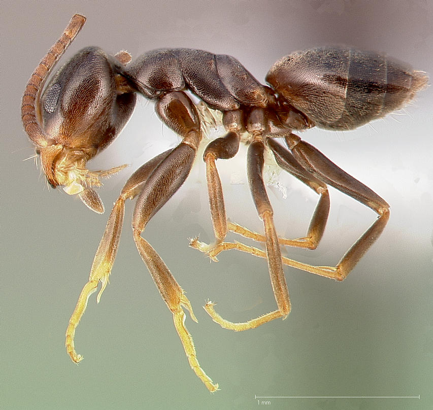 Odorous House Ant — small dark ant