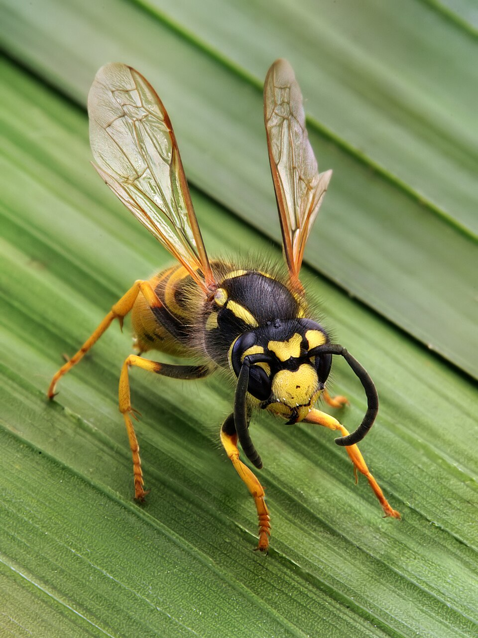 Eastern Yellow Jacket