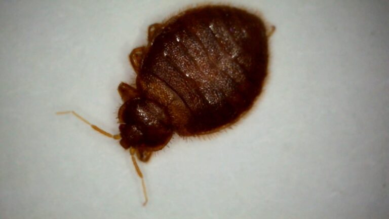 Macro close-up of an adult bed bug (Cimex lectularius), a flat oval reddish-brown insect about the size of an apple seed, on a white background