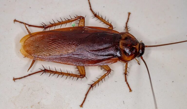 American cockroach (Periplaneta americana), a large reddish-brown cockroach with a pale border on the pronotum