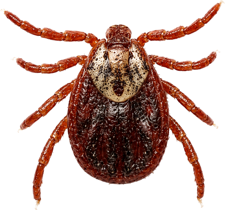 American dog tick (Dermacentor variabilis), a brown tick with silvery-white mottled markings on its shield