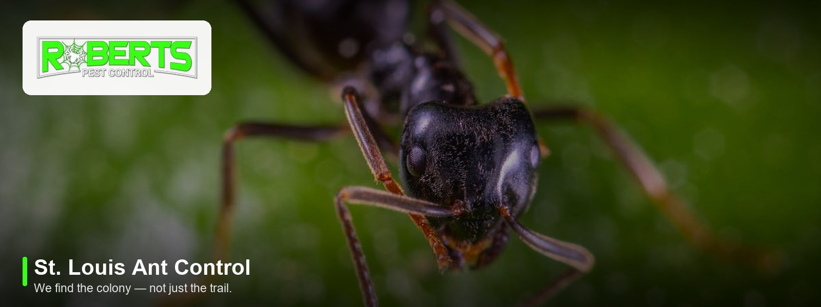 Ant Control in St. Louis