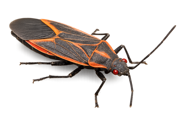 Boxelder bug (Boisea trivittata), a black bug with red-orange lines that overwinters indoors