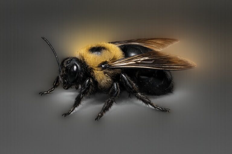 Carpenter bee (Xylocopa), a large bee with a shiny bare black abdomen that bores round holes in wood