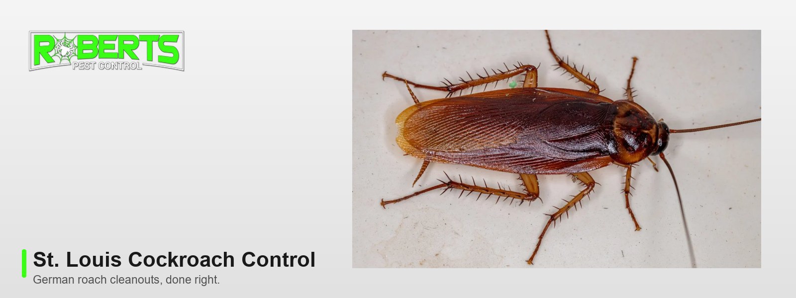 Cockroach Control in St. Louis