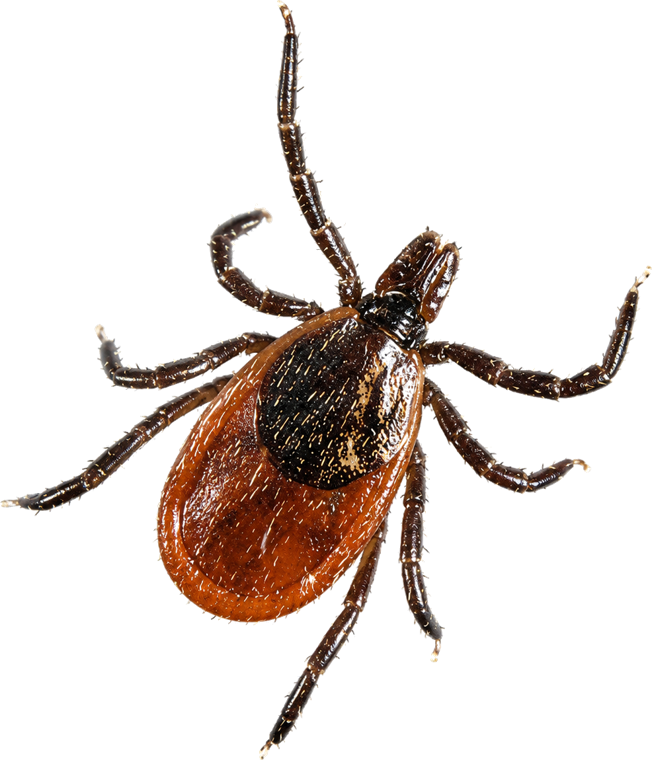 Blacklegged deer tick (Ixodes scapularis), a small dark-legged tick with a reddish body