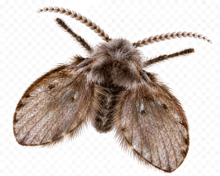 Drain fly or moth fly (Psychodidae), a small fuzzy moth-like fly with hairy wings