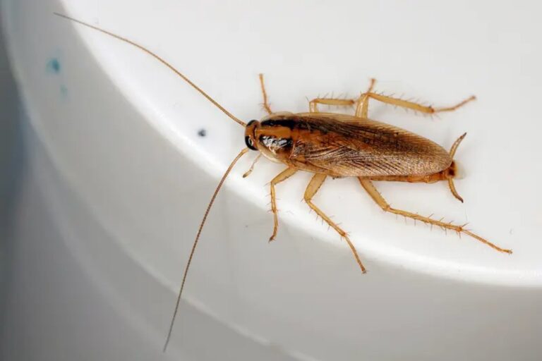 German cockroach (Blattella germanica), a small pale-to-medium-brown cockroach with two dark stripes on the pronotum