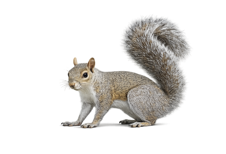 Eastern gray squirrel (Sciurus carolinensis), a bushy-tailed gray tree squirrel