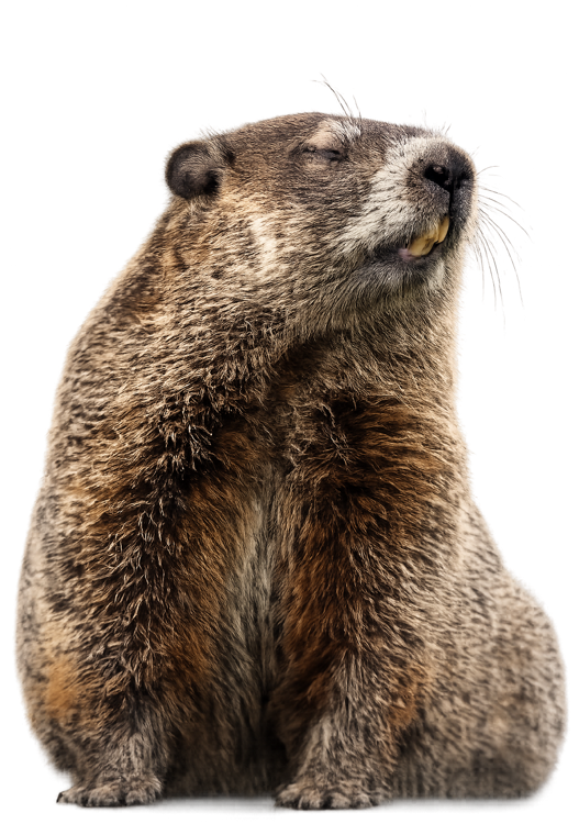 Groundhog (Marmota monax), a stocky grizzled brown burrowing rodent