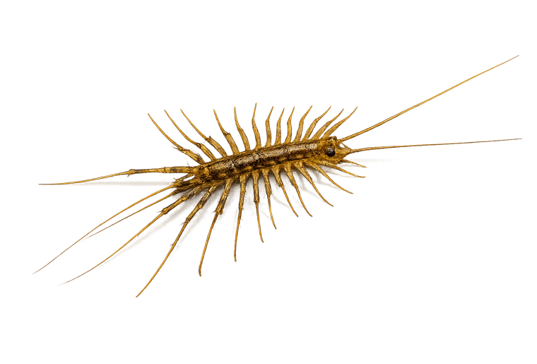 House centipede (Scutigera coleoptrata), a small centipede with 15 pairs of long banded legs