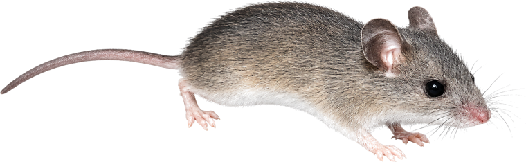 House mouse (Mus musculus), a small gray-brown mouse with large ears and a long tail