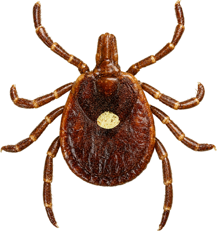 Lone star tick (Amblyomma americanum), a reddish-brown tick with a single white dot on its back