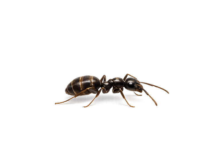 Odorous house ant (Tapinoma sessile), a small dark brown-black household ant