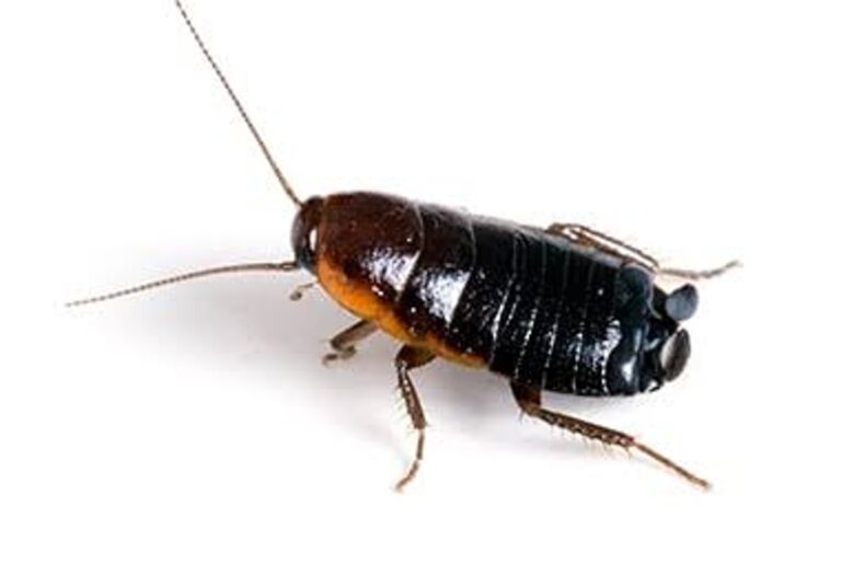 Oriental cockroach (Blatta orientalis), a dark brown to nearly black glossy cockroach