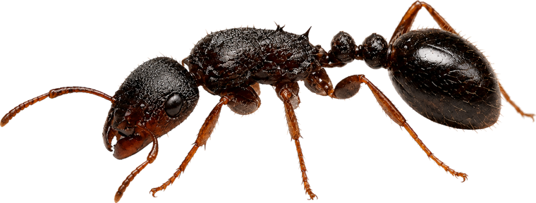 Pavement ant (Tetramorium), a small dark brown ant that nests under sidewalks and slabs