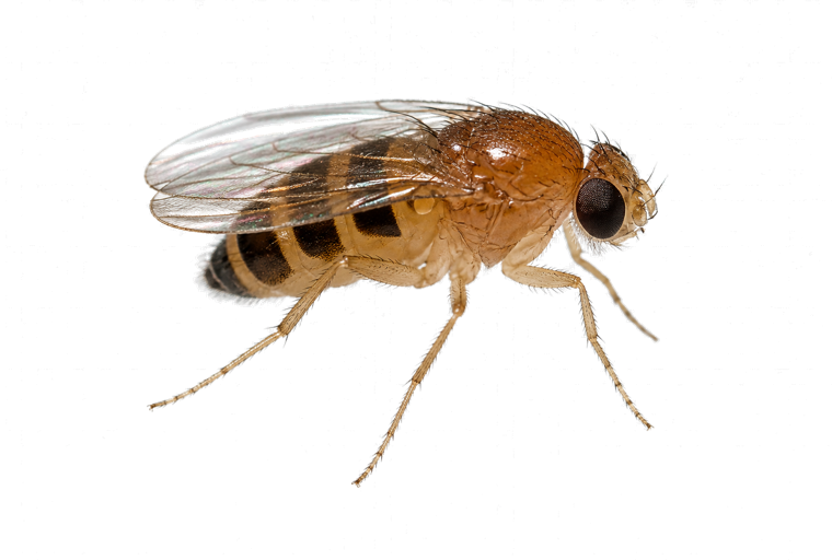 Phorid humpbacked fly (Megaselia), a small fly with a distinctly arched, humped back