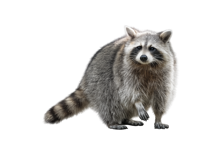 Raccoon (Procyon lotor), a masked ring-tailed mammal that dens in attics and chimneys