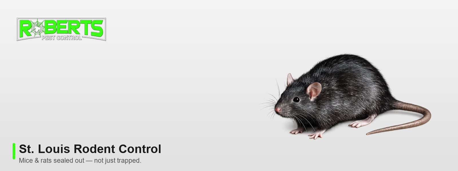 Roberts Pest Control St. Louis rodent control, featuring a rat