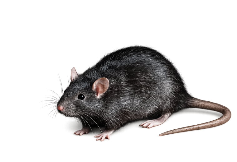 Roof rat (Rattus rattus), a sleek dark climbing rat with a pointed snout and long tail