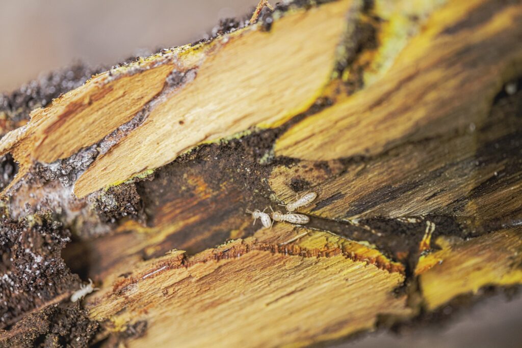 Close-up of live worker termites tunneling through damaged, hollowed-out wood