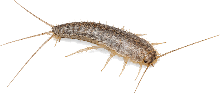 Silverfish (Lepisma), a silver carrot-shaped wingless insect with three tail bristles