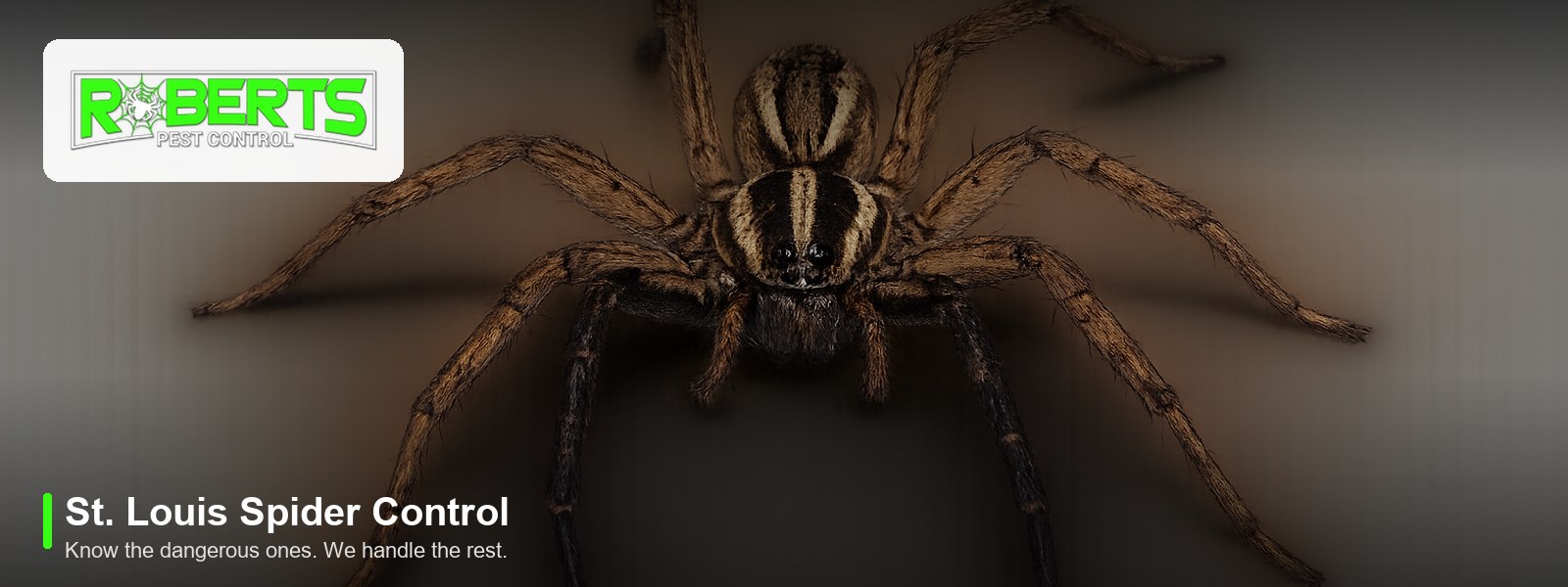 Roberts Pest Control St. Louis spider control, featuring a wolf spider