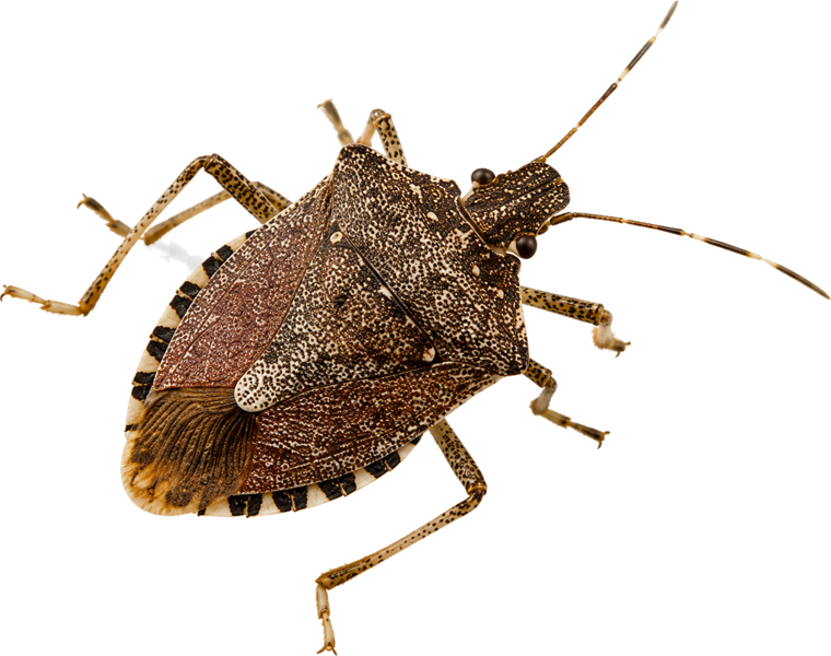 Brown marmorated stink bug (Halyomorpha halys), a shield-shaped mottled brown bug