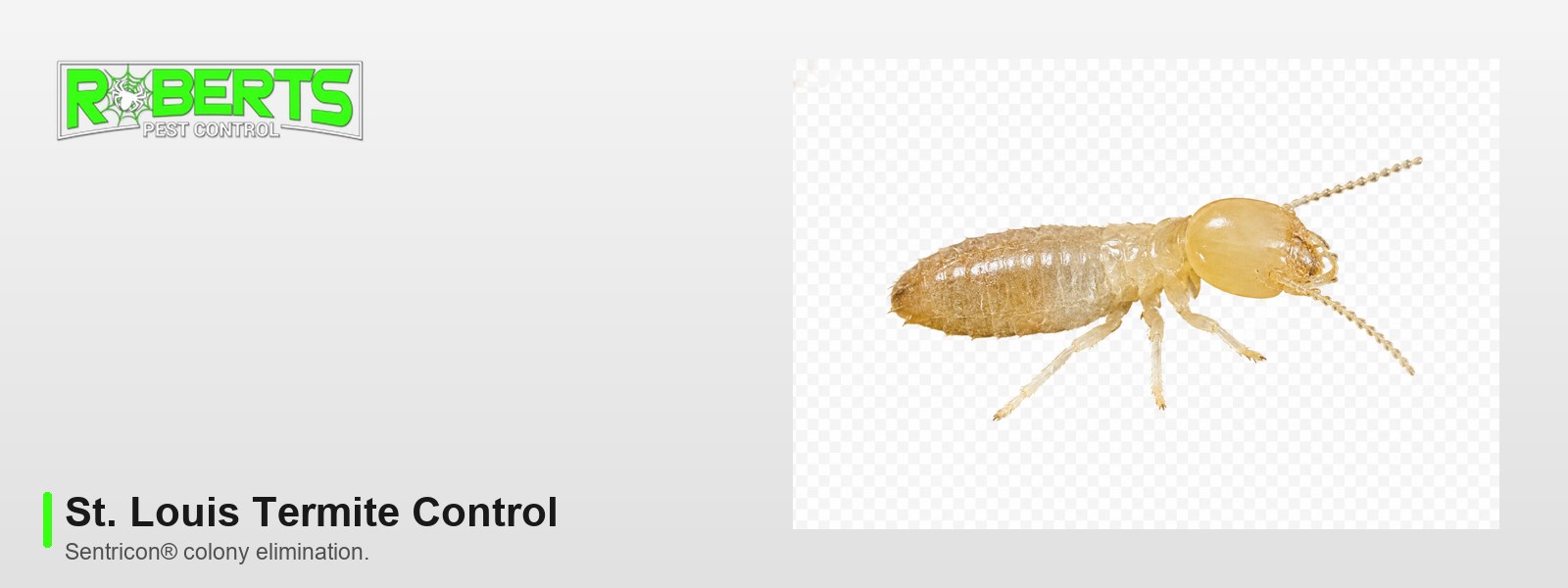 Termite Control in St. Louis