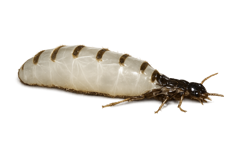 Subterranean termite queen, an enlarged egg-laying reproductive
