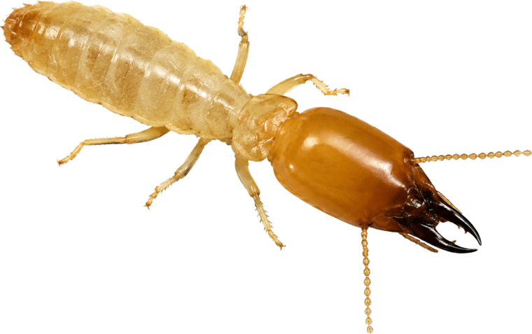 Subterranean termite soldier with an enlarged head and large mandibles