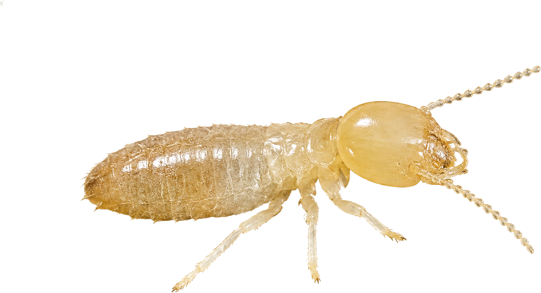 Subterranean termite worker, a pale creamy-white soft-bodied termite