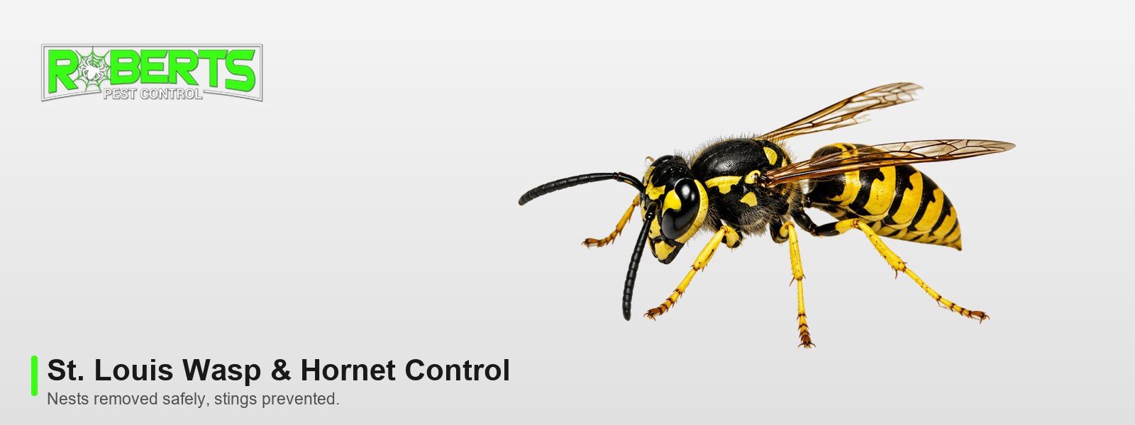Roberts Pest Control St. Louis wasp and hornet control, featuring a yellowjacket
