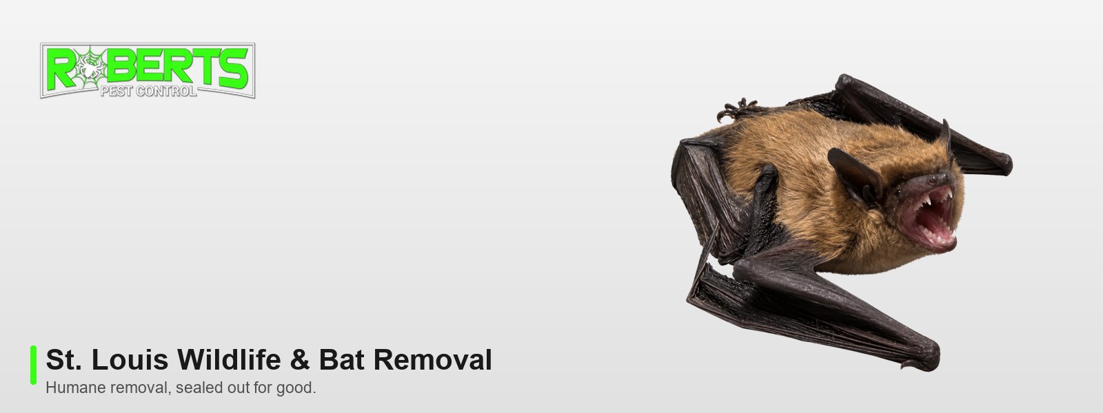 Roberts Pest Control St. Louis wildlife and bat removal, featuring a bat