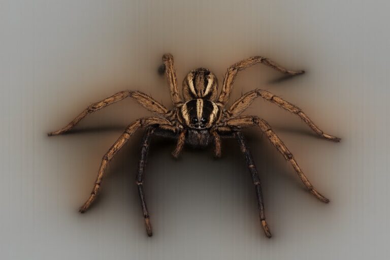 Wolf spider (family Lycosidae), a large hairy brown ground-hunting spider